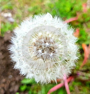 DandelionÂ flower seed head. Macro closeup of dandelion.